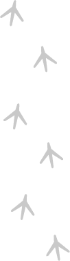 footprint