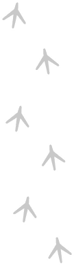 footprint